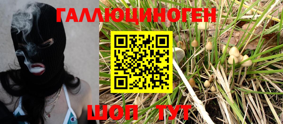 Псилоцибиновые грибы Psilocybe Уссурийск
